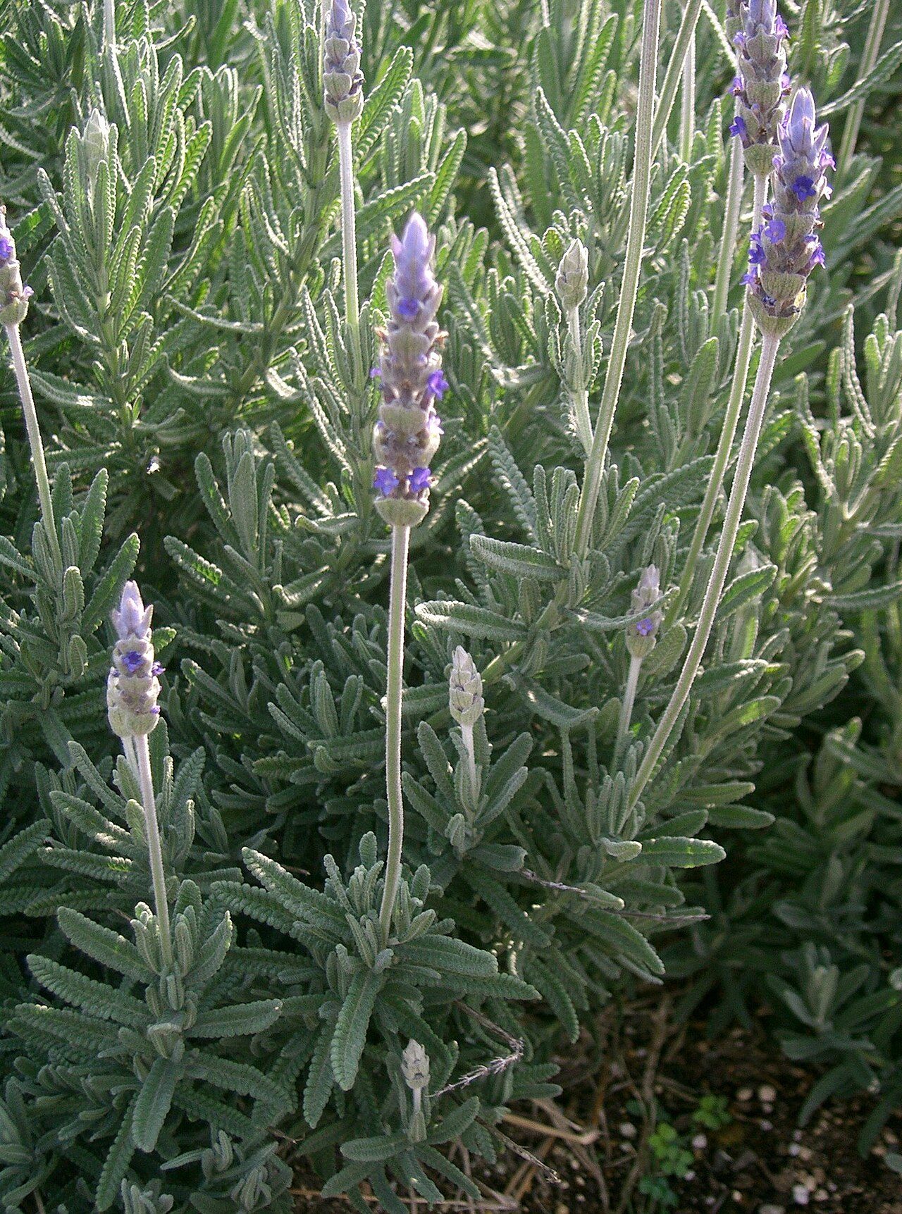 French lavender