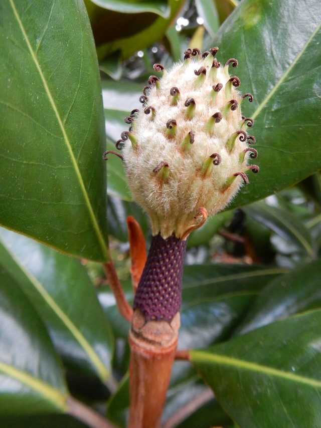 Bracken's Brown Beauty southern magnolia
