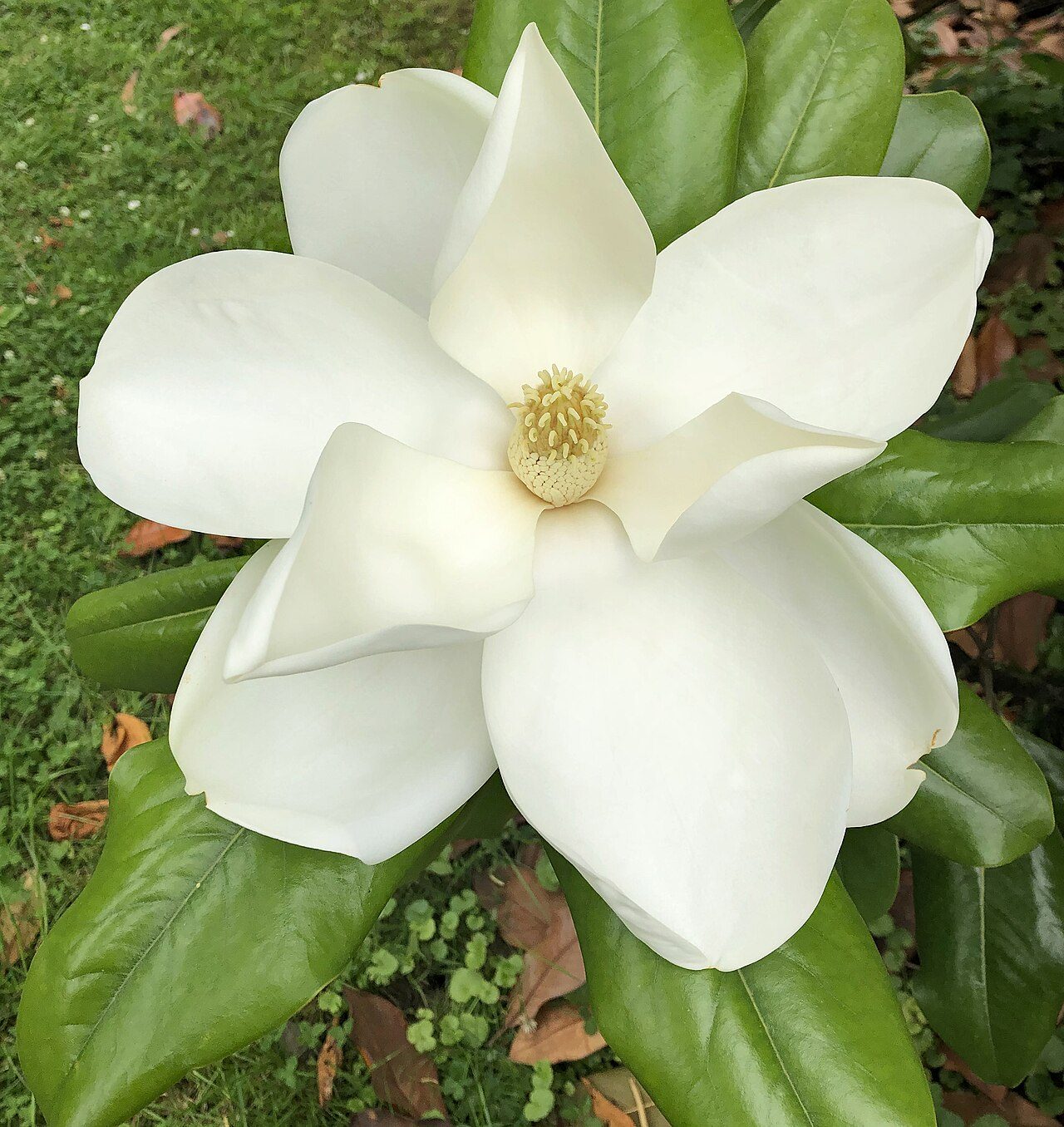Edith Bogue southern magnolia