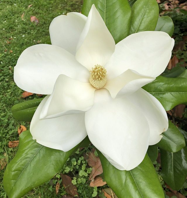 Edith Bogue southern magnolia