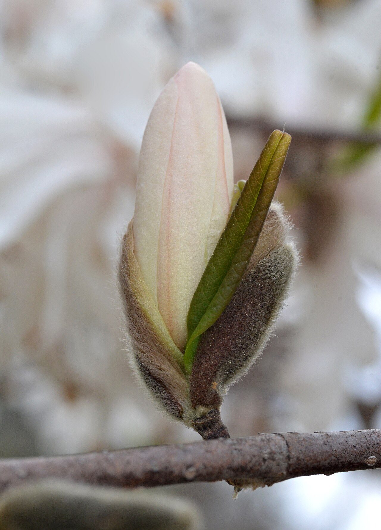 Royal Star magnolia