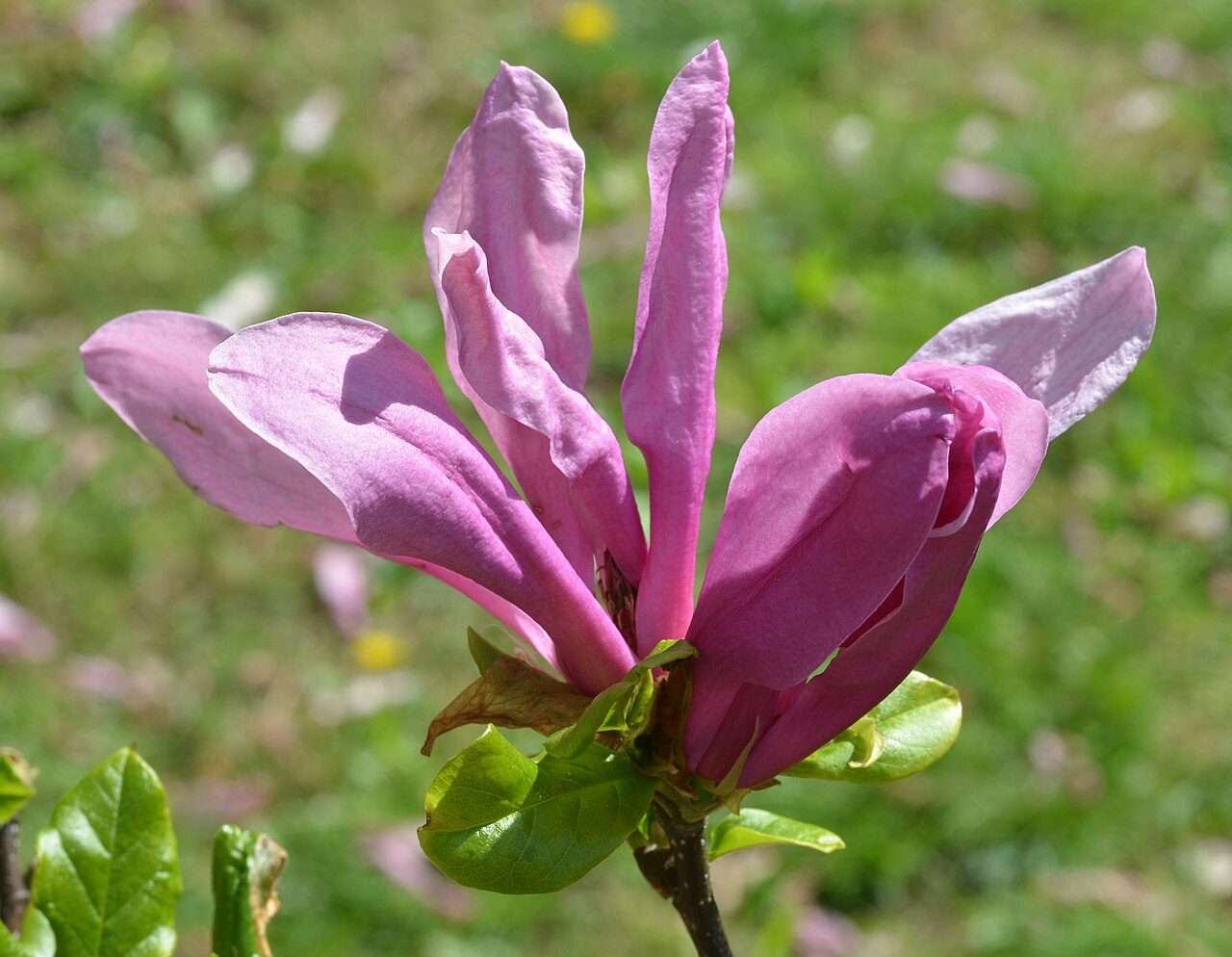 Susan Magnolia