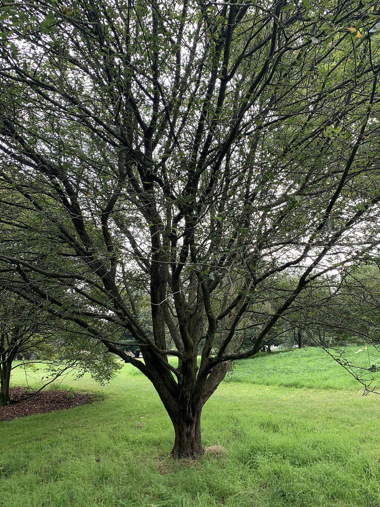 Native Crabapple