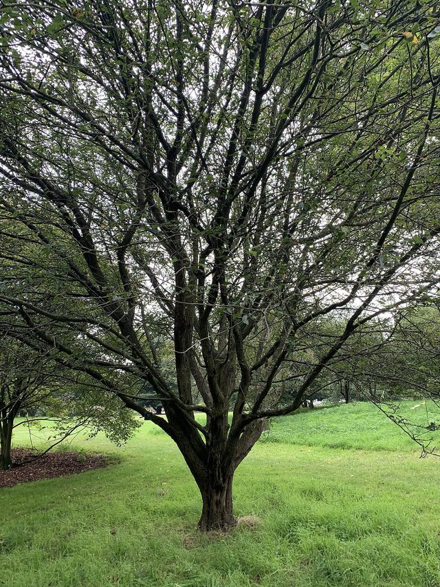 Native Crabapple