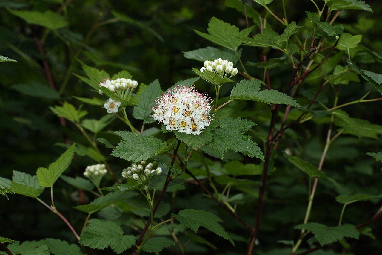 Pacific ninebark