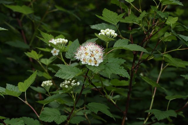 Pacific ninebark