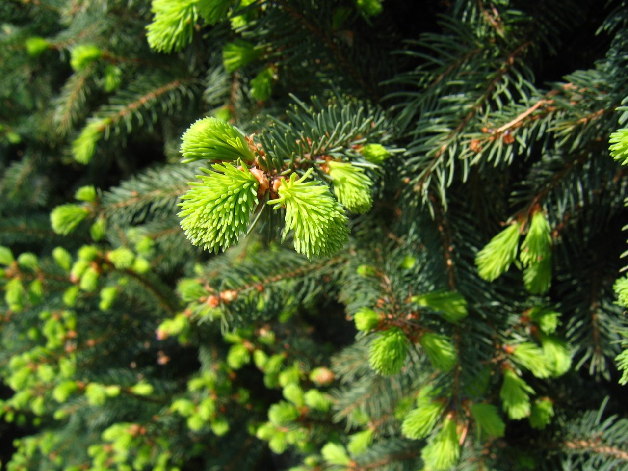Cupressina Norway Spruce
