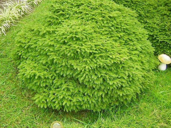 Picea abies 'Nidiformis'