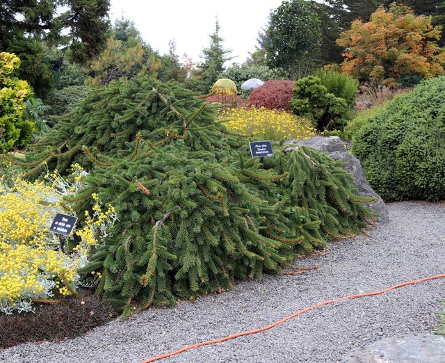 Weeping Norway Spruce