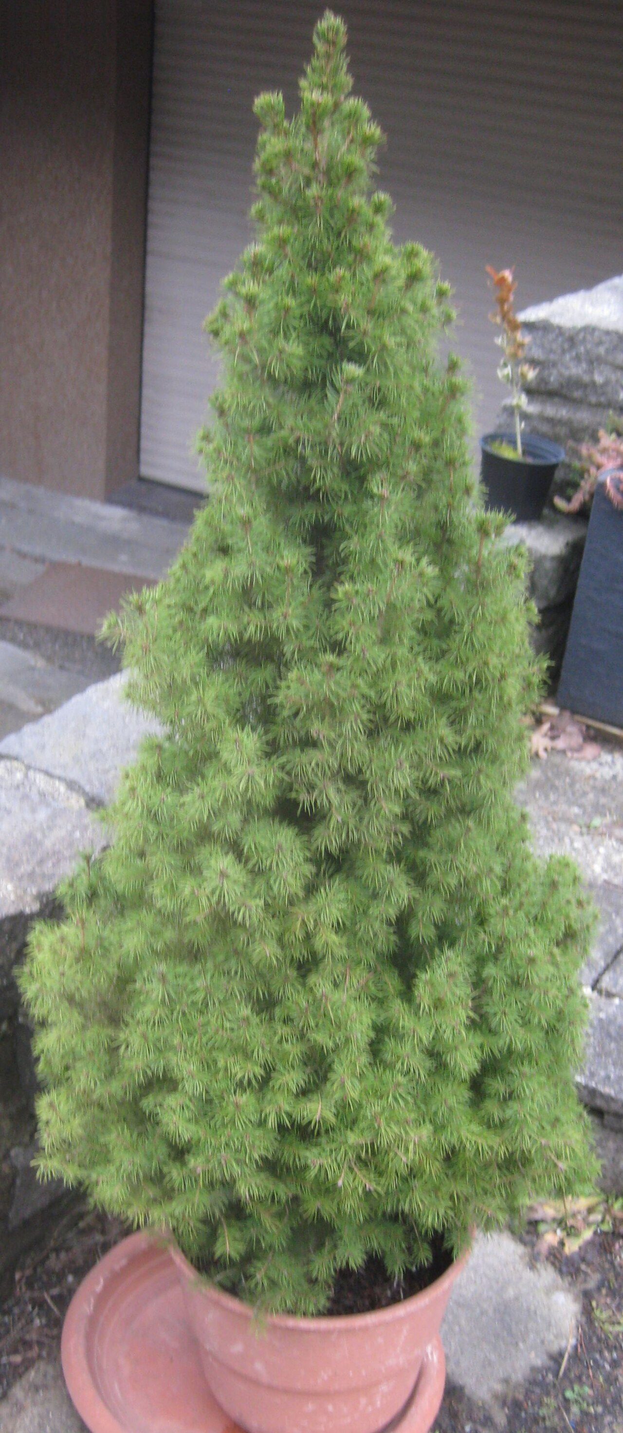 Dwarf Alberta spruce