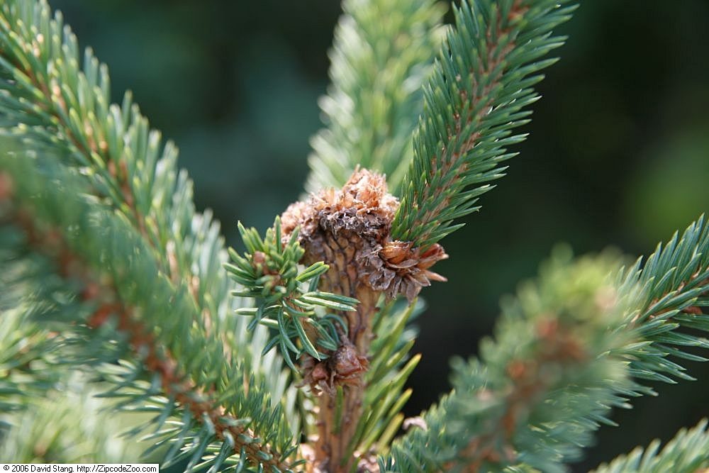 Black Hills spruce