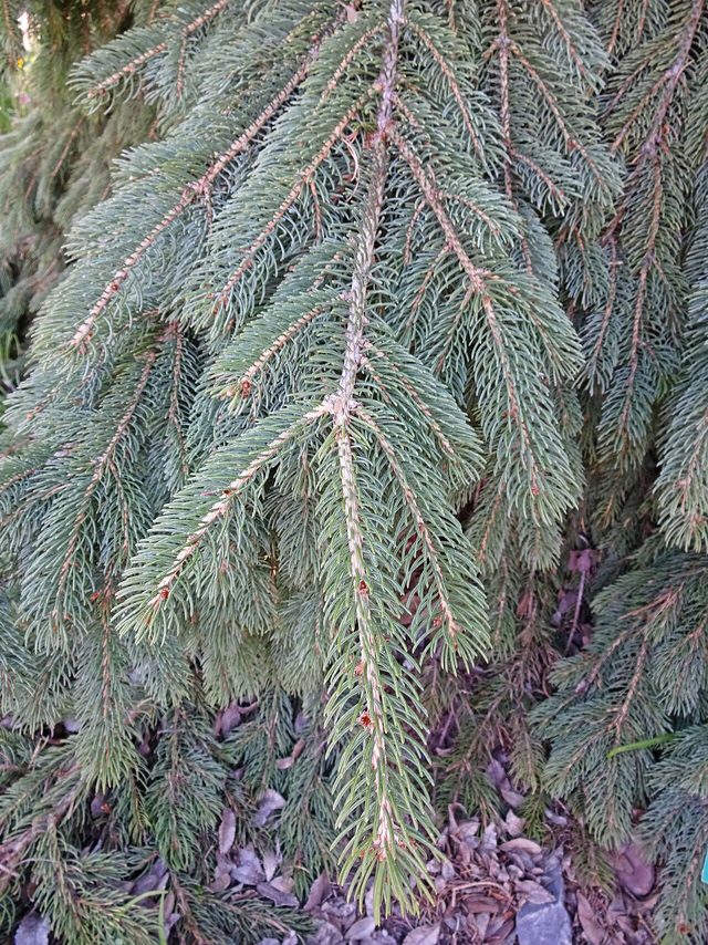 Weeping White Spruce