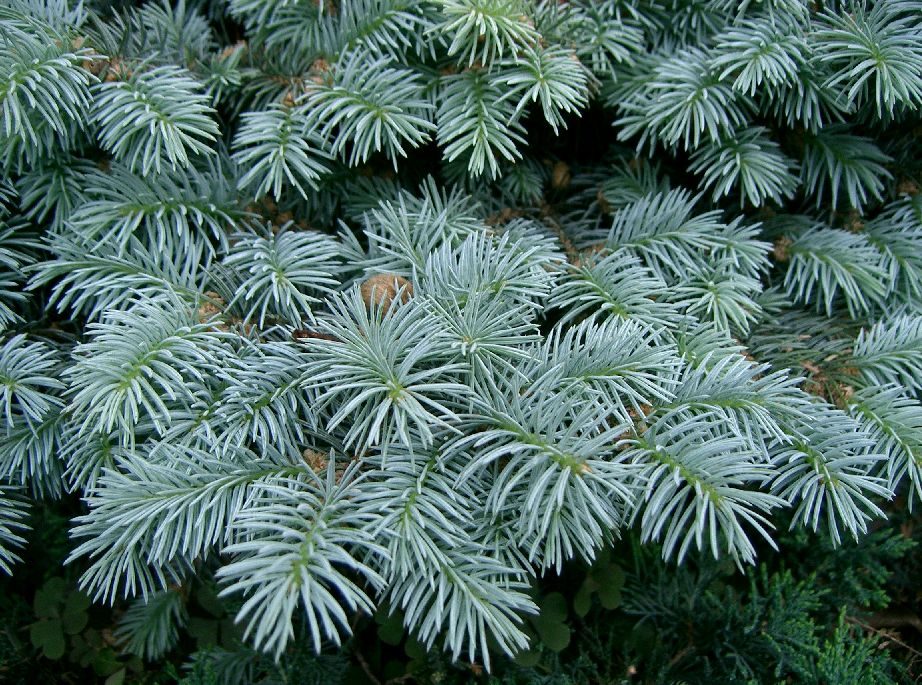 Globe blue spruce