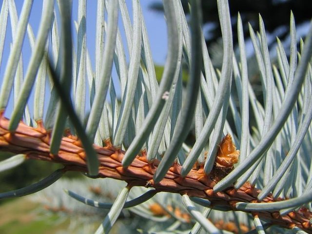Stem & needles, which are borne singly on "pegs" & are sharp.