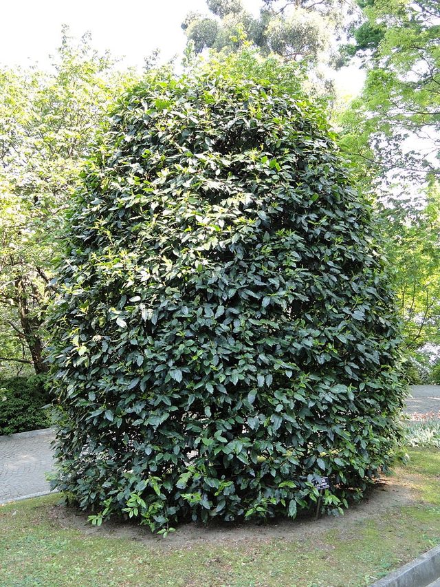Form