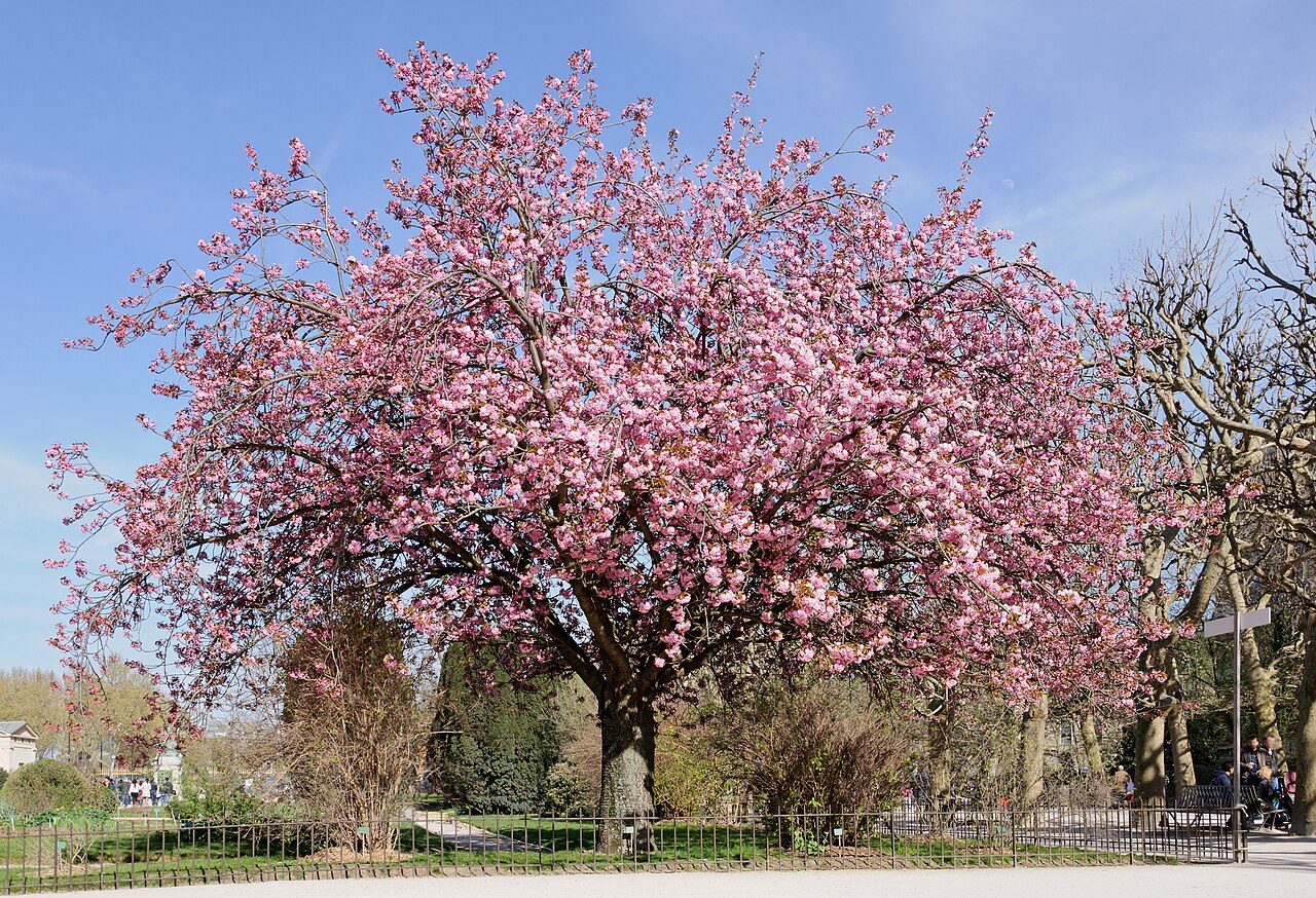 Kanzan flowering cherry