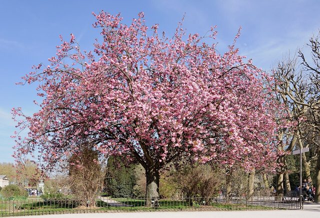 Kanzan flowering cherry