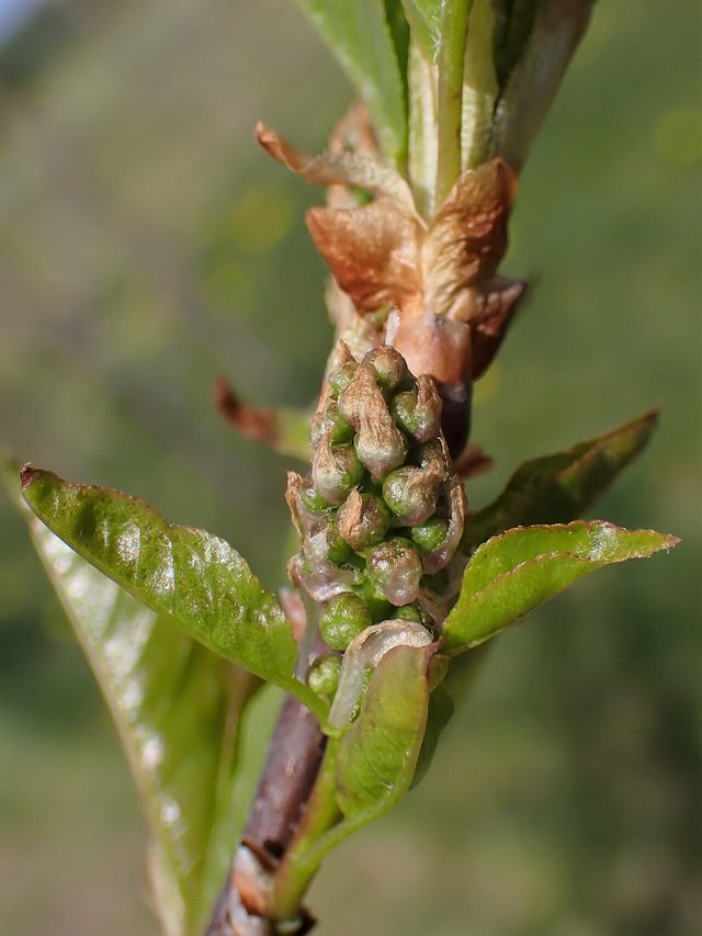 Choke Cherry