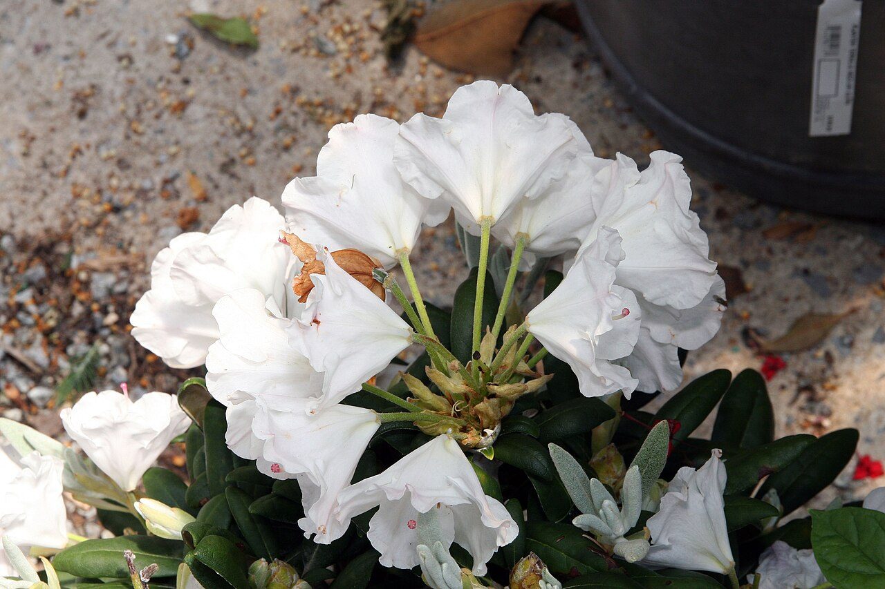 Rhododendron 'Crete'