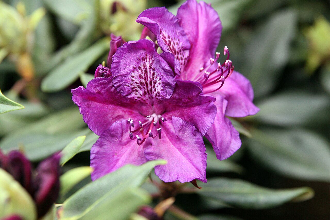 Rhododendron 'Edith Bosley'