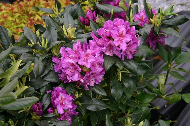 Rhododendron hybrid 'Lee's Dark Purple'