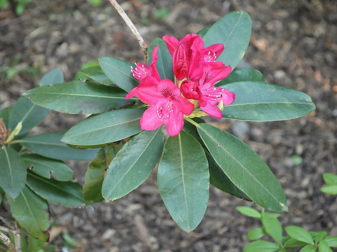 Nova Zembla rhododendron