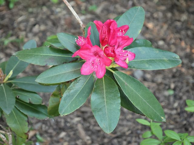 Nova Zembla rhododendron