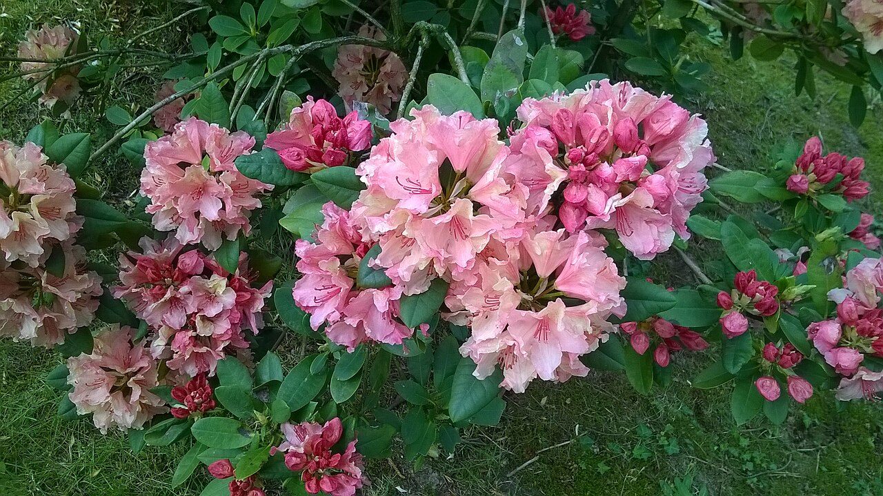 Rhododendron 'Kalinka'