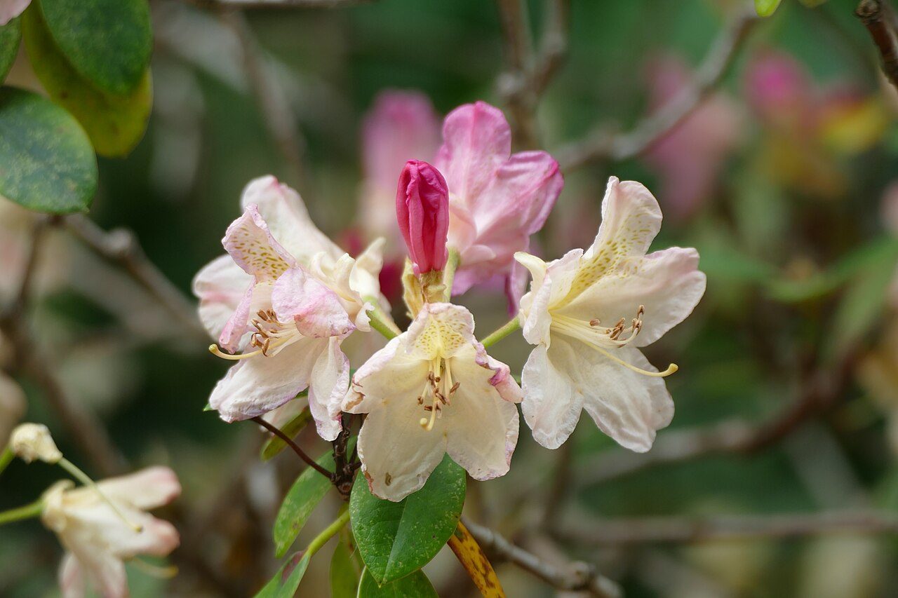 Percy Wiseman rhododendron