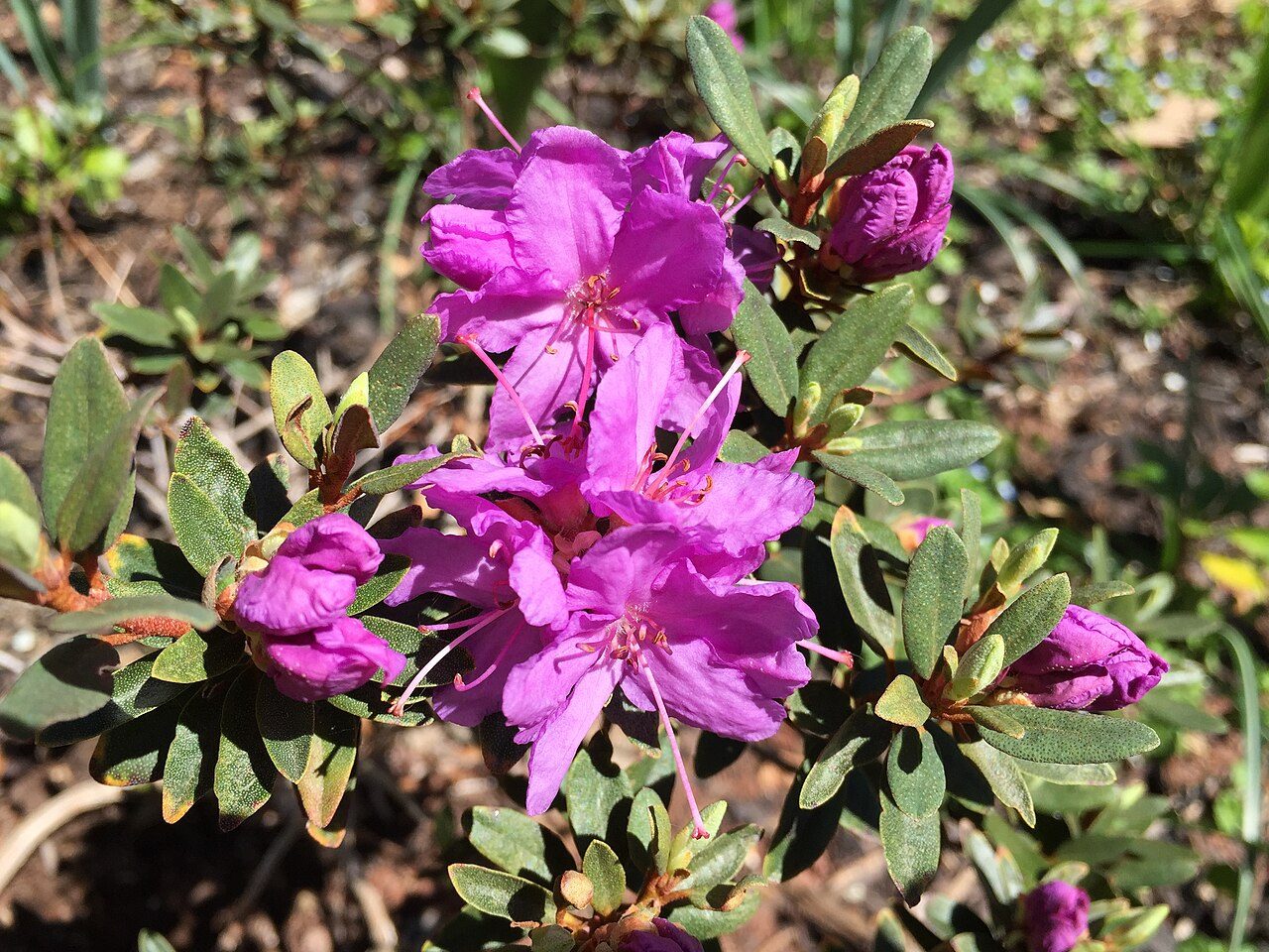 Purple Gem rhododendron