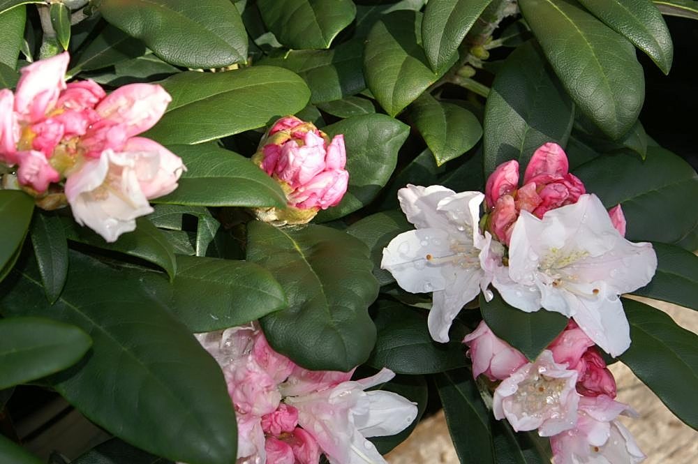 Yaku Princess rhododendron