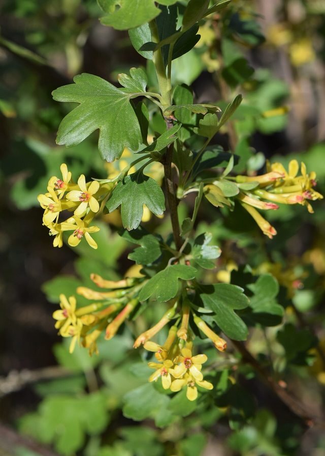 Golden currant