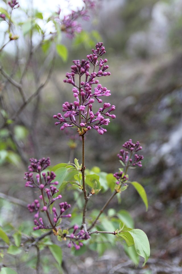 Common lilac cultivars