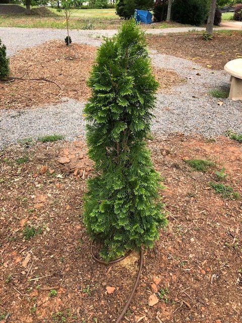 A young Thuja occidentalis 'Emerald Green'