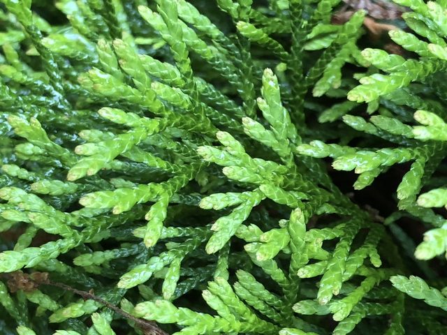 Thuja occidentalis