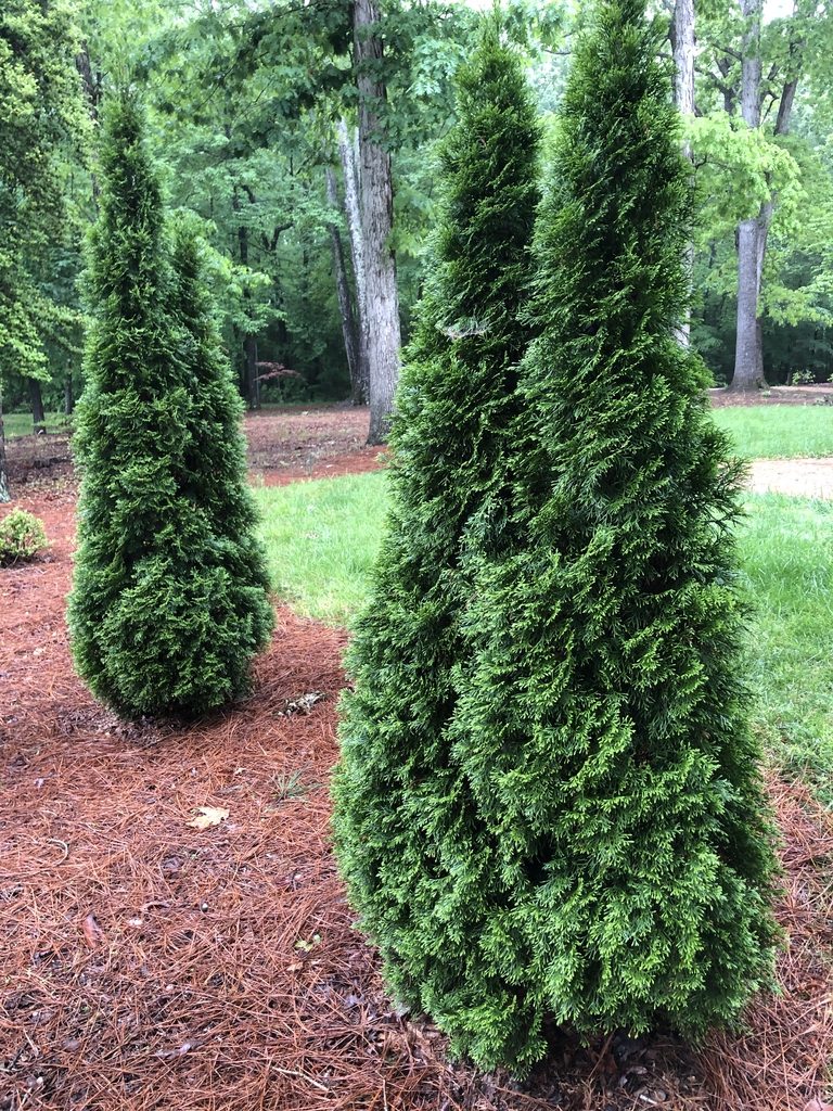 Thuja occidentalis