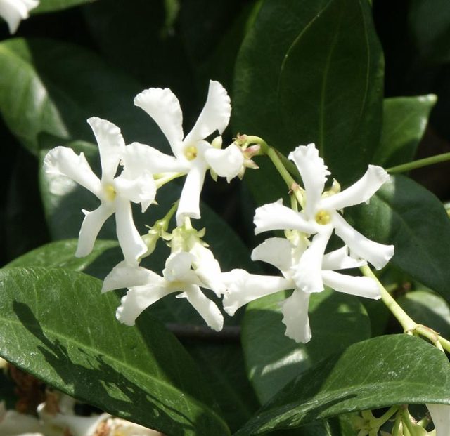 Trachelospermum jasminoides