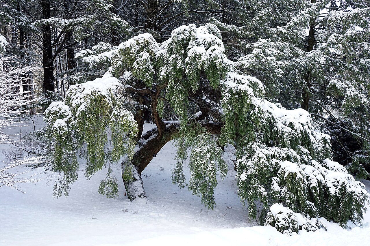 Sargent's weeping hemlock