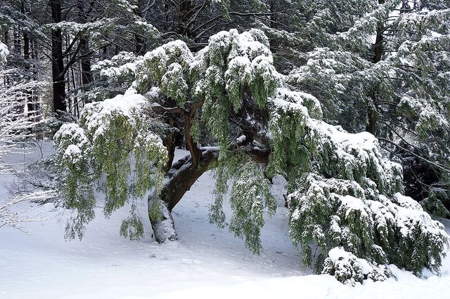 Sargent's weeping hemlock