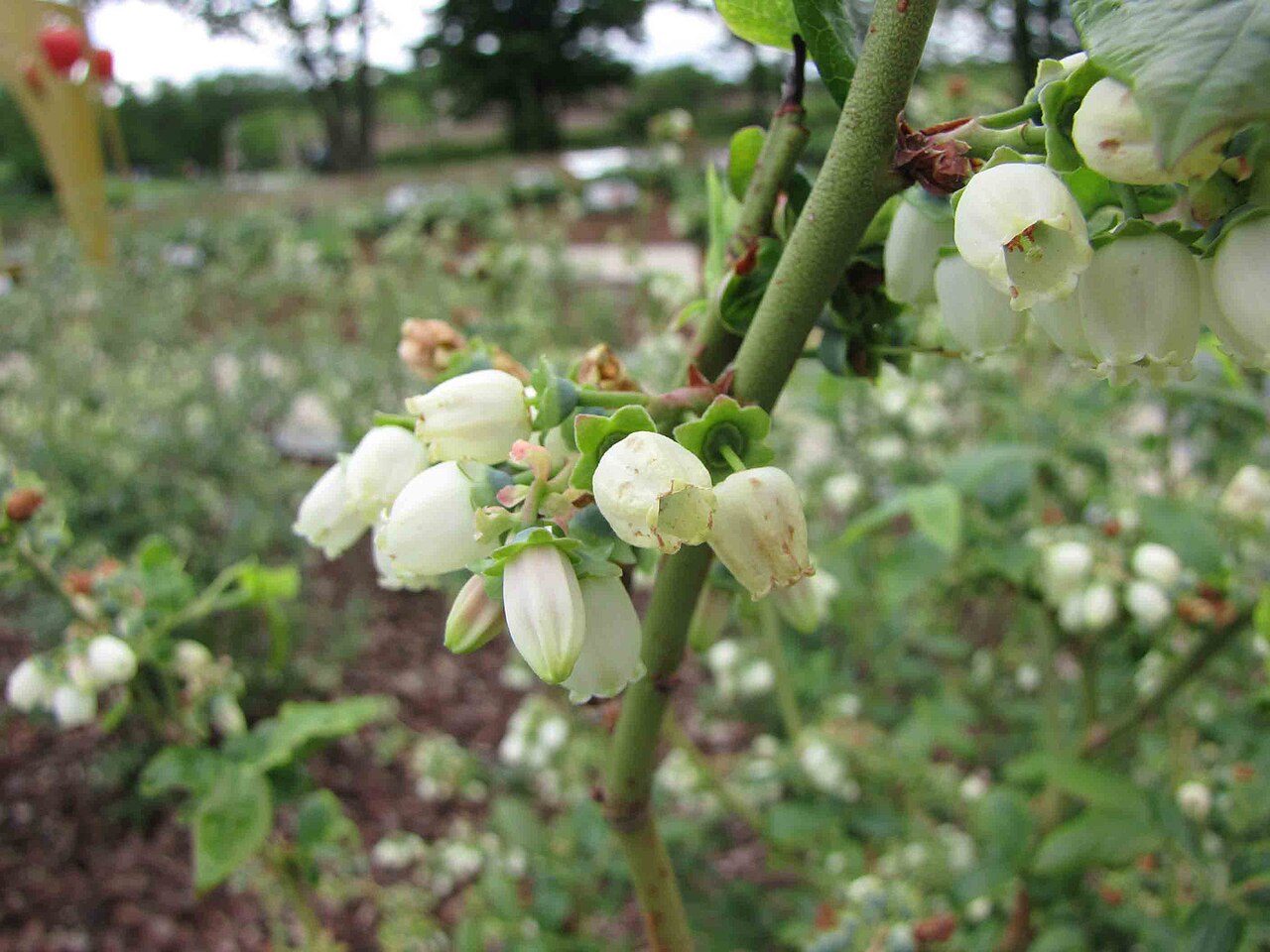 Duke highbush blueberry