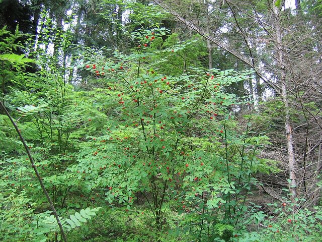 Red huckleberry