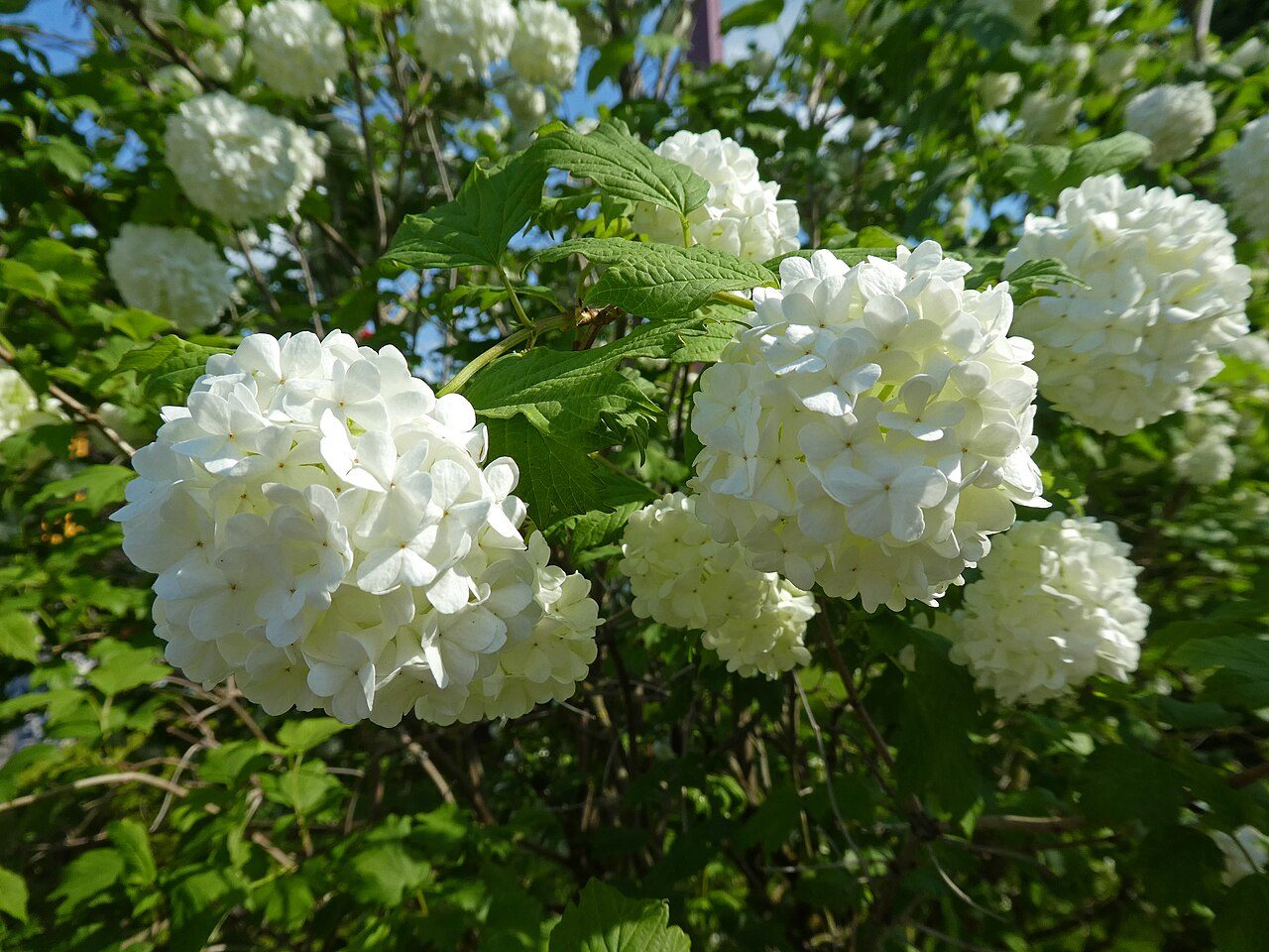 Snowball viburnum